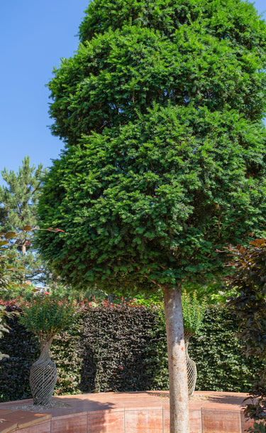 10 PACIFIC YEW Tree Taxus Baccata Brevifolia Evergreen Conifer Sun or Shade Red Ornamental Berry Native Tree Seeds